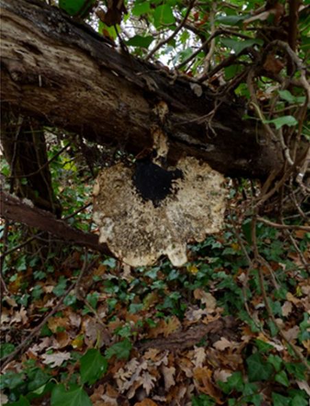 An over-mature bracket that has begun to petrify on oak in Laindon, Essex